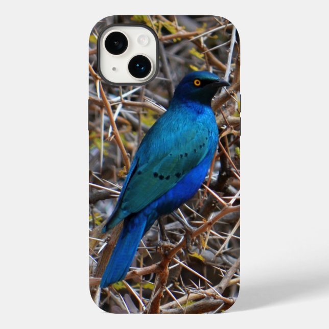 Coques Case-Mate iPhone Grand oiseau de Starling de race bleue (Verso)