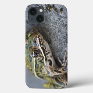 Case-Mate iPhone Case Grenouille léopard du nord, Île transparente,