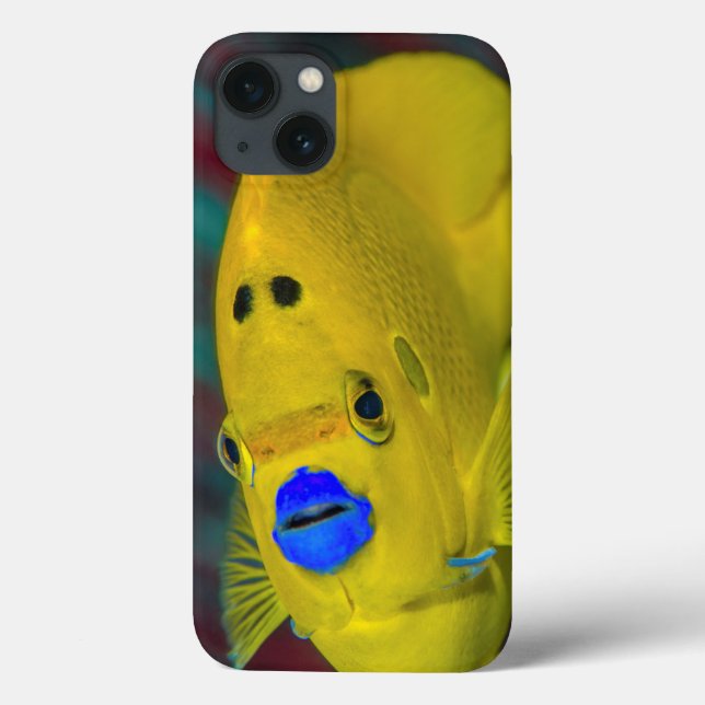 Coques Case-Mate iPhone Gros plan des poissons-anges (Verso)
