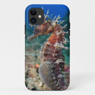 Coque iPhone 11 Hippocampe Ramulosus de l'hippocampe