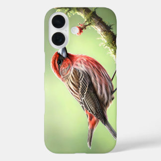 COQUES iPhone 16 HOUSE FINCH BIRD AVIAN BACKYARD