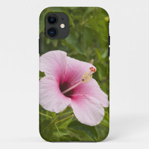 Coque iPhone 11 Îles Cook, Atiu. Fleur d'Hibiscus.