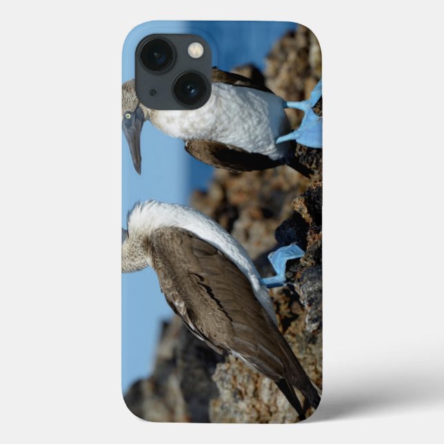 Coques Case-Mate iPhone Îles Galapagos, île Isabela (Verso)