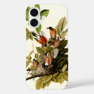 Coques iPhone 16 Illustration Audubon American Robin Wildlife Bird