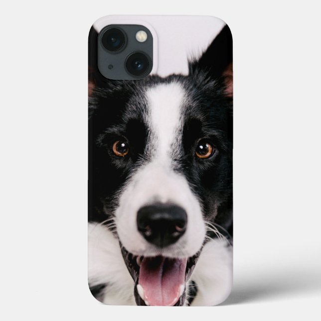 Coques Case-Mate iPhone Images Getty | Une Collie frontalière souriante (Verso)
