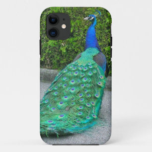 Coques Pour iPhone iPhone 5 Coque, "Proud Peacock"