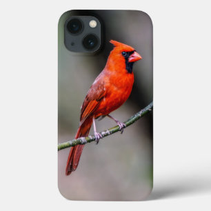 Case-Mate iPhone Case iPhone cardinal 6/6s, cas dur de téléphone de