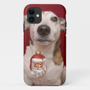 Coques Pour iPhone Jack Russell Terrier tenant l'ornement de Noël