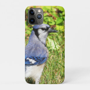 Case-Mate iPhone Case Jay bleu du nord