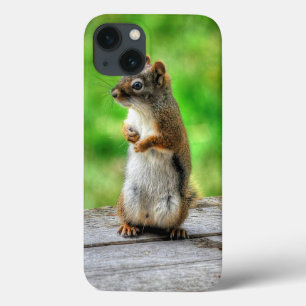 iPhone 13 Case Jeune écureuil mâle debout Photo faunique