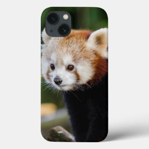 Case-Mate iPhone Case Jeune Panda roux mignon