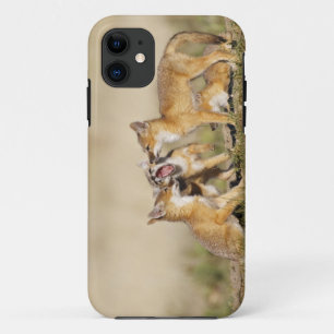 Coque iPhone 11 Jeune Renard véloce (Vulpes macrotis) au terrier,