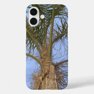 Coques iPhone 16 Plus Joli gros plan sur un palmier