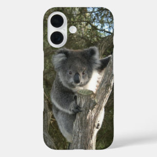 Coques iPhone 16 Joli koala grimpant à un arbre