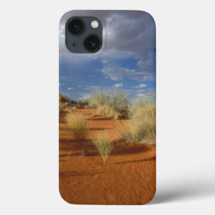 iPhone 13 Coque Kalahari Desert Scene, Kgalagadi Transfrontier 2