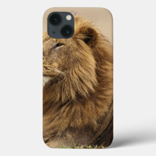 iPhone 13 Coque Kenya, Masai Mara Lion mâle