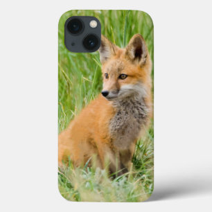 iPhone 13 Case Kit de Fox rouge dans l'herbe près du repaire