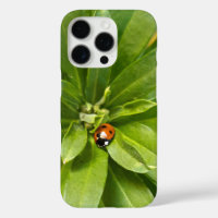 Ladybug