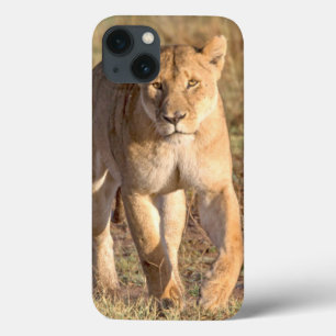 iPhone 13 Case L'Afrique, Tanzanie, Serengeti. Lion et lionne