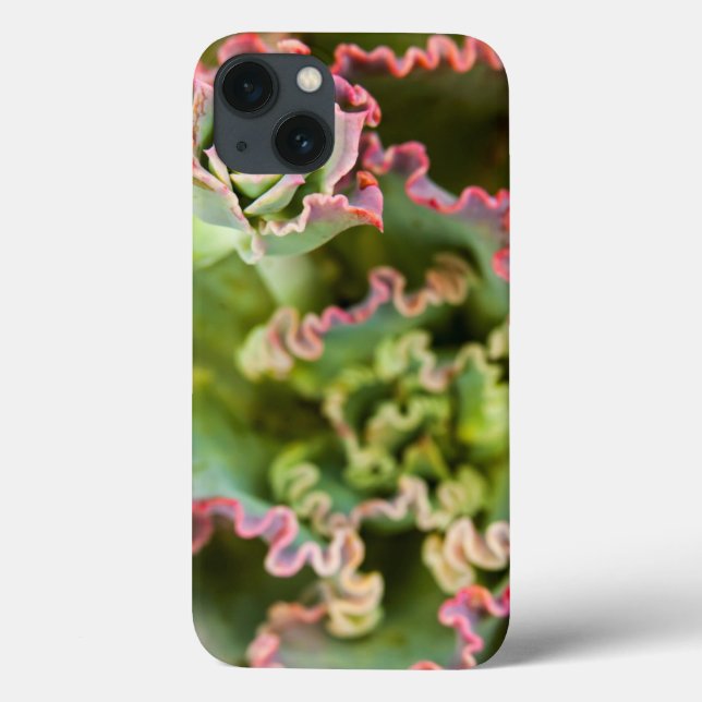 Coques Case-Mate iPhone Le bourgeon d'un Plante d'Echeveria (Verso)