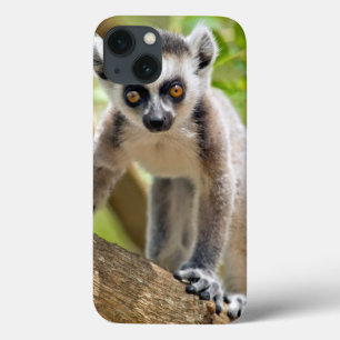 iPhone 13 Case Lémur anneau-coupé la queue par bébé