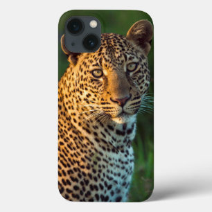 Coques Pour iPhone Léopard mâle (Panthera Pardus) Jeune adulte