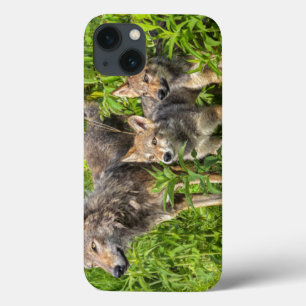 iPhone 13 Case Les Etats-Unis, Minnesota, grès, faune 12 du
