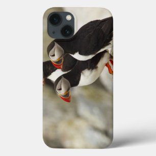 iPhone 13 Coque Les macareux atlantiques sur Machias scellent