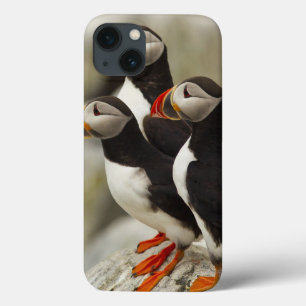 Coques Pour iPhone Les macareux atlantiques sur Machias scellent