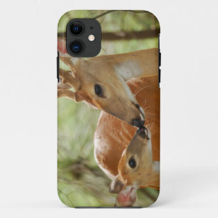Coques Pour iPhone Liaison de mâle et de faon de Whitetail