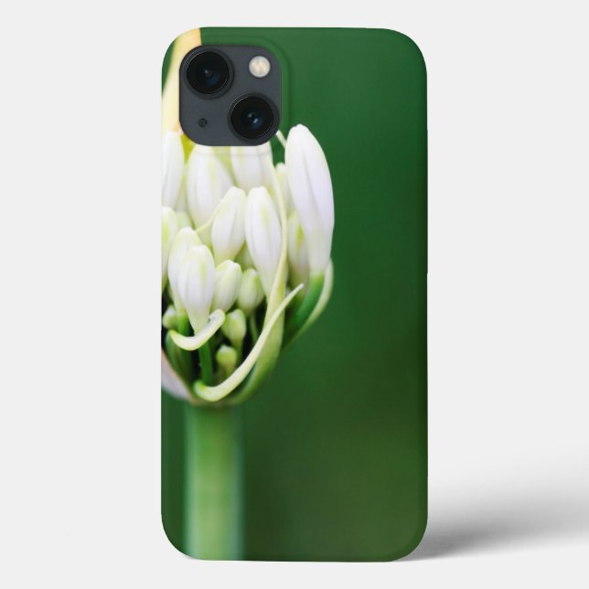 Coques Case-Mate iPhone Lily africaine, Praecox d'Agapanthus, Cap (Verso)