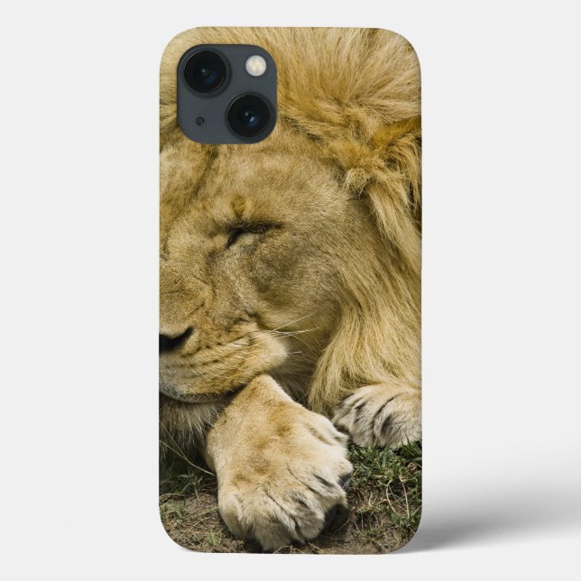 Coques Case-Mate iPhone Lion africain, Panthera Lion, fixation endormie (Verso)