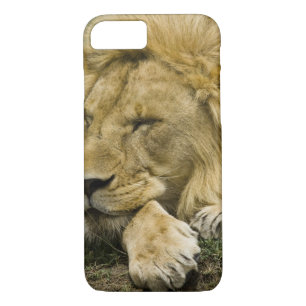 Coque iPhone 7 Lion d'Afrique, Lion panthère, endormi
