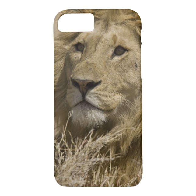 Coques Case-Mate iPhone Lion d'Afrique, Panthera leo, Portrait d'un (Dos)