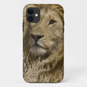 Coque Case-Mate Pour iPhone Lion d'Afrique, Panthera leo, Portrait d'un