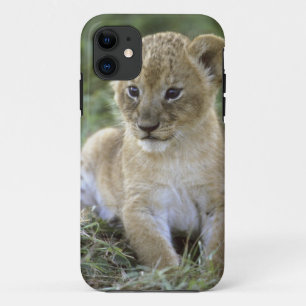 Case-Mate iPhone Case lion d'Afrique, Panthera leo), Tanzanie,