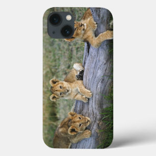 iPhone 13 Case Lionceaux sur une bûche