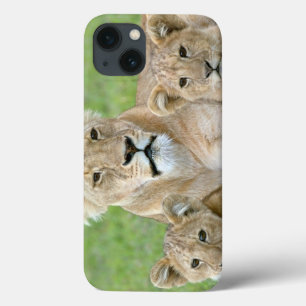 iPhone 13 Case Lionne et Deux Oursons, Afrique de l'Est, Tanzanie