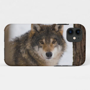 Case-Mate iPhone Case Loup gris européen