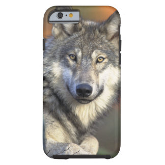 Coque Tough iPhone 6 Loups