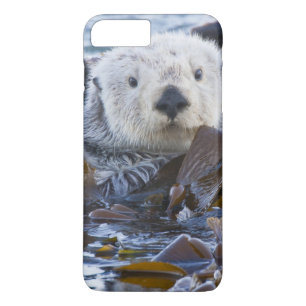 Case-Mate iPhone Case Loutre de mer enveloppée de kelp