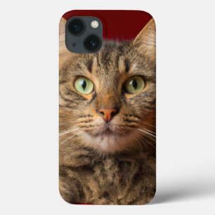 iPhone 13 Coque Maine Coon for Christmas with collector