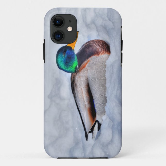 Coques Case-Mate iPhone Mallard Duck Drake Wildlife Portrait (Dos)