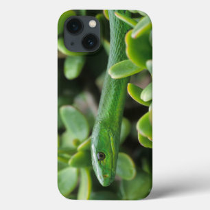 Coques Pour iPhone Mamba vert de l'Est (Dendroaspis Angusticeps)