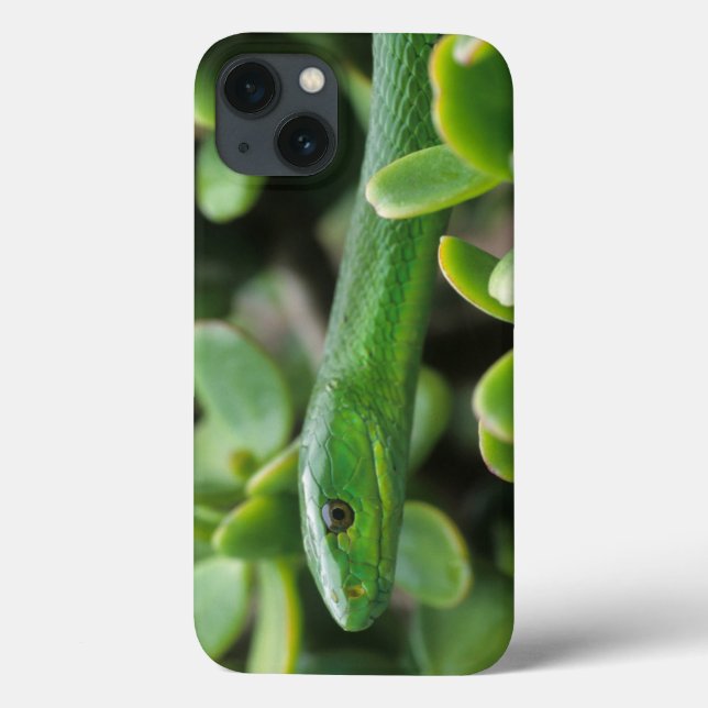 Coques Case-Mate iPhone Mamba vert oriental (Dendroaspis angusticeps) (Verso)