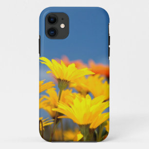 Coques Pour iPhone Marguerites Orange Et Jaune De Namaqualand