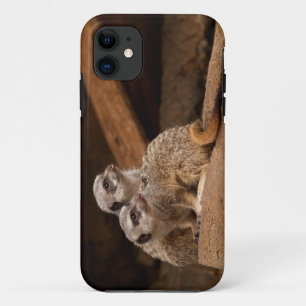 Coque iPhone 11 Meerkat iPhone 5