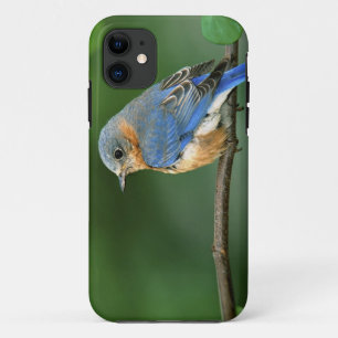 Coque iPhone 11 Merlebleu azuré femelle, Sialia sialis