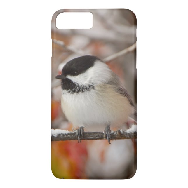 Coques Case-Mate iPhone Mésange à tête noire adulte dans la neige (Dos)