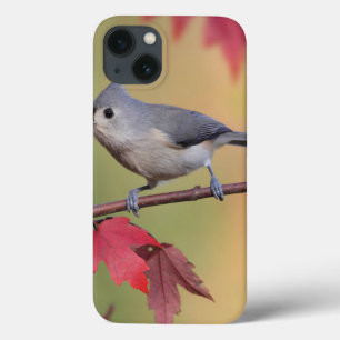 iPhone 13 Coque Mésanges tuftées